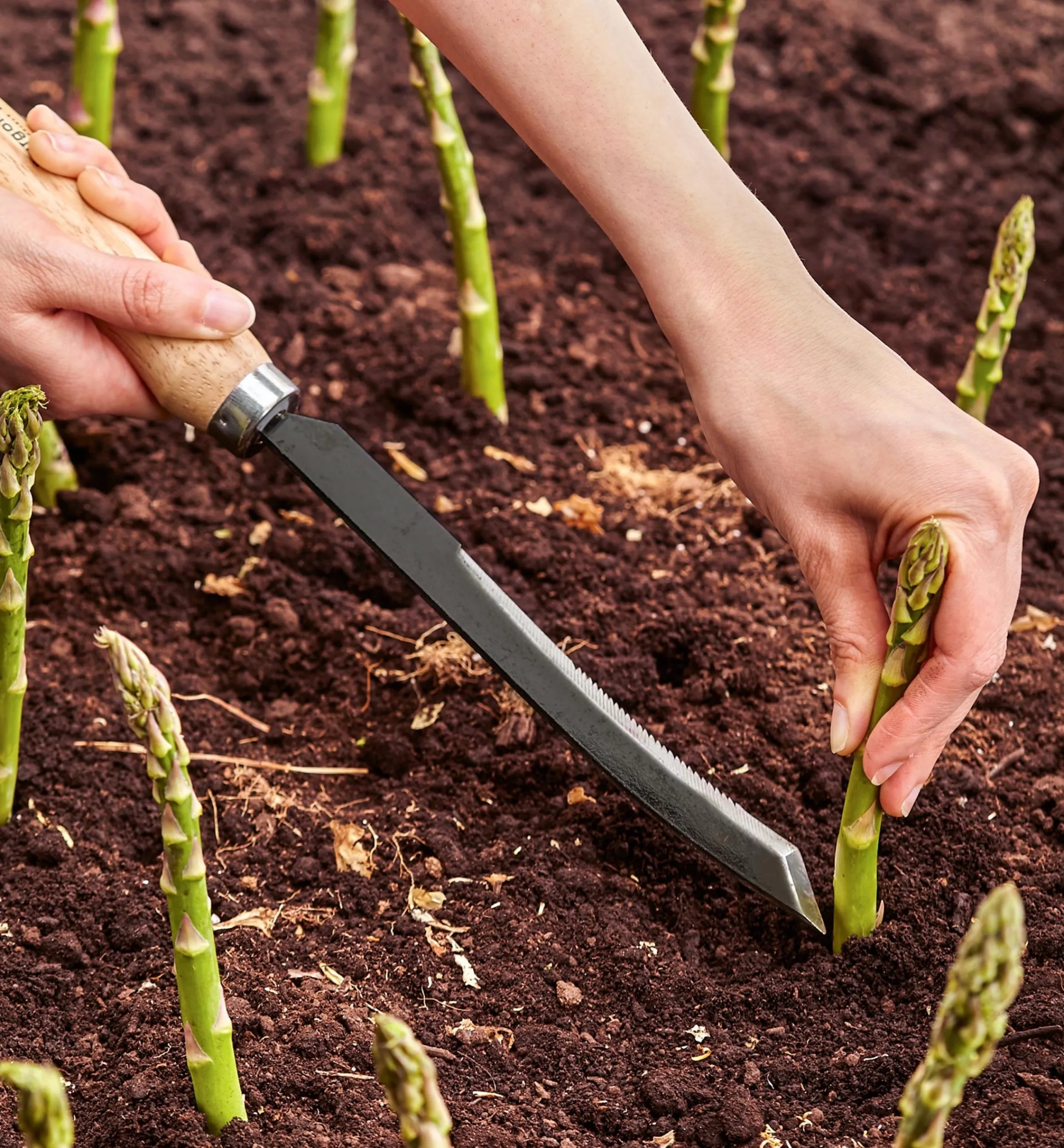 Lee Valley Harvesting>Asparagus/Harvest Knife