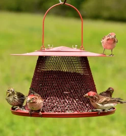 Lee Valley Birding><noscript><img width=
