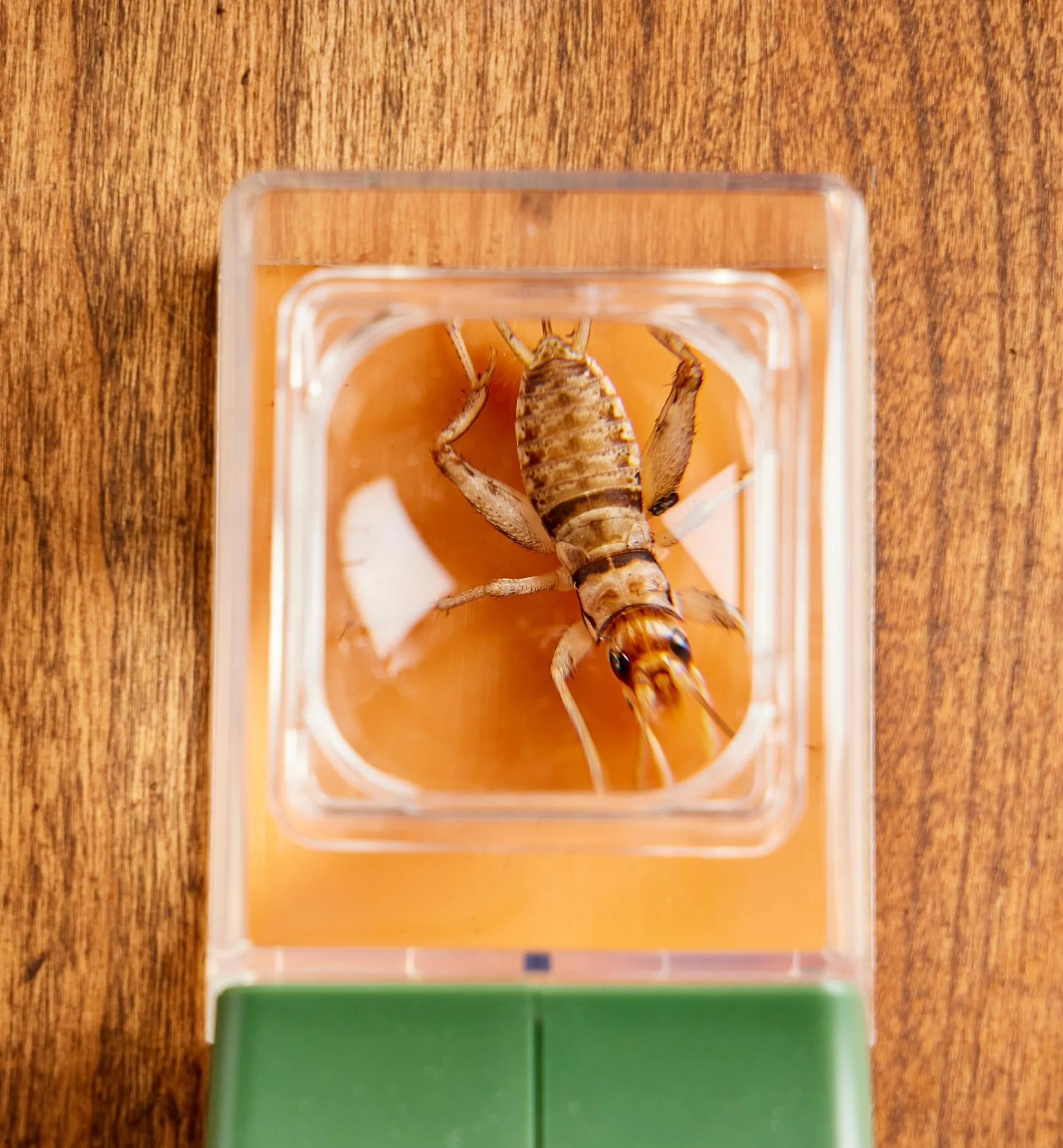 Lee Valley Office>Bug Magnifier