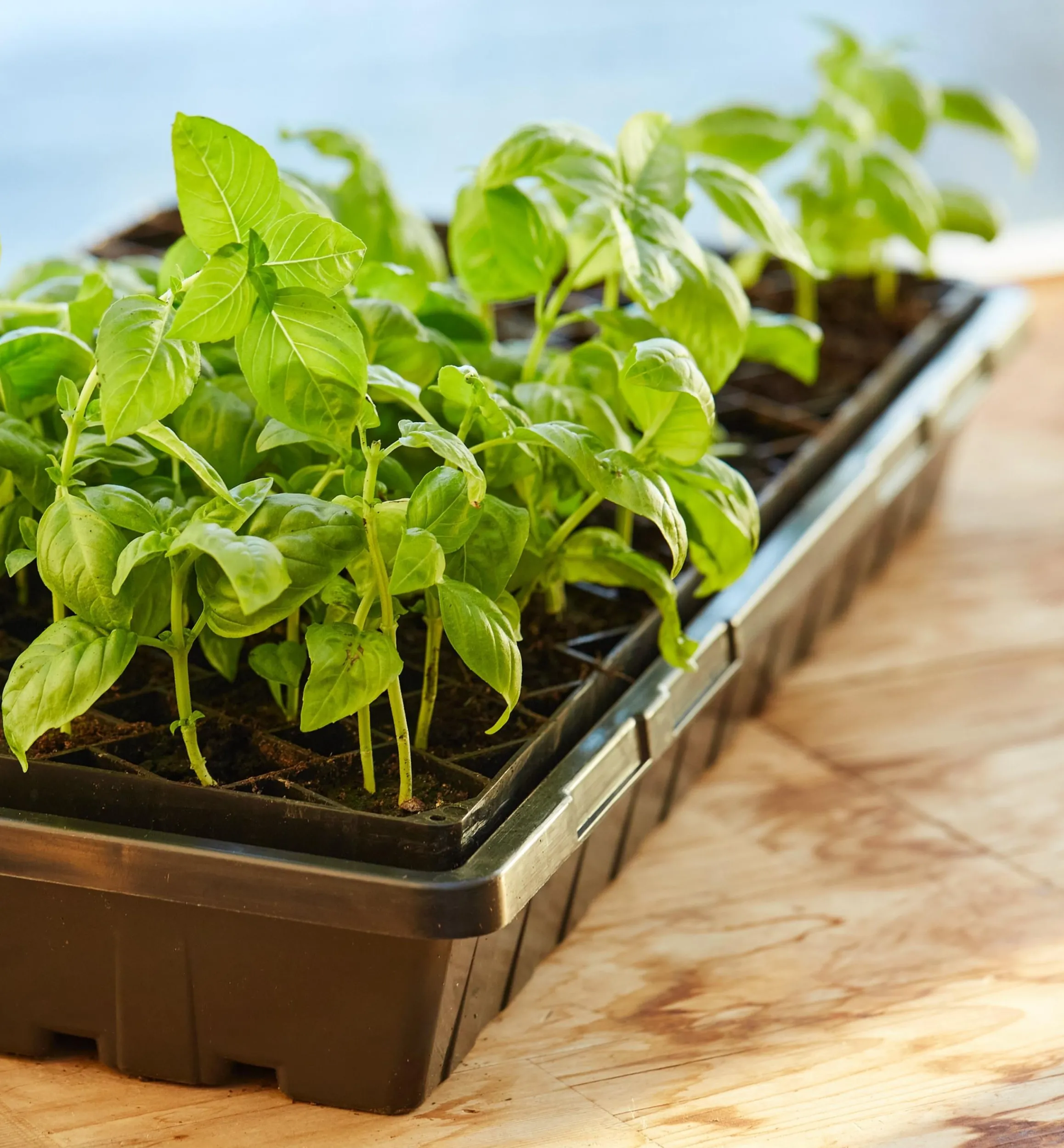 Lee Valley Seed Starting>72-Cell Air-Pruning Seed Starter