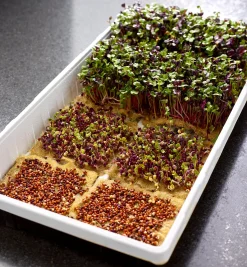 Lee Valley Seed Starting><noscript><img width=