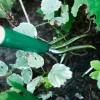 Lee Valley Weeding>Claw Cultivator
