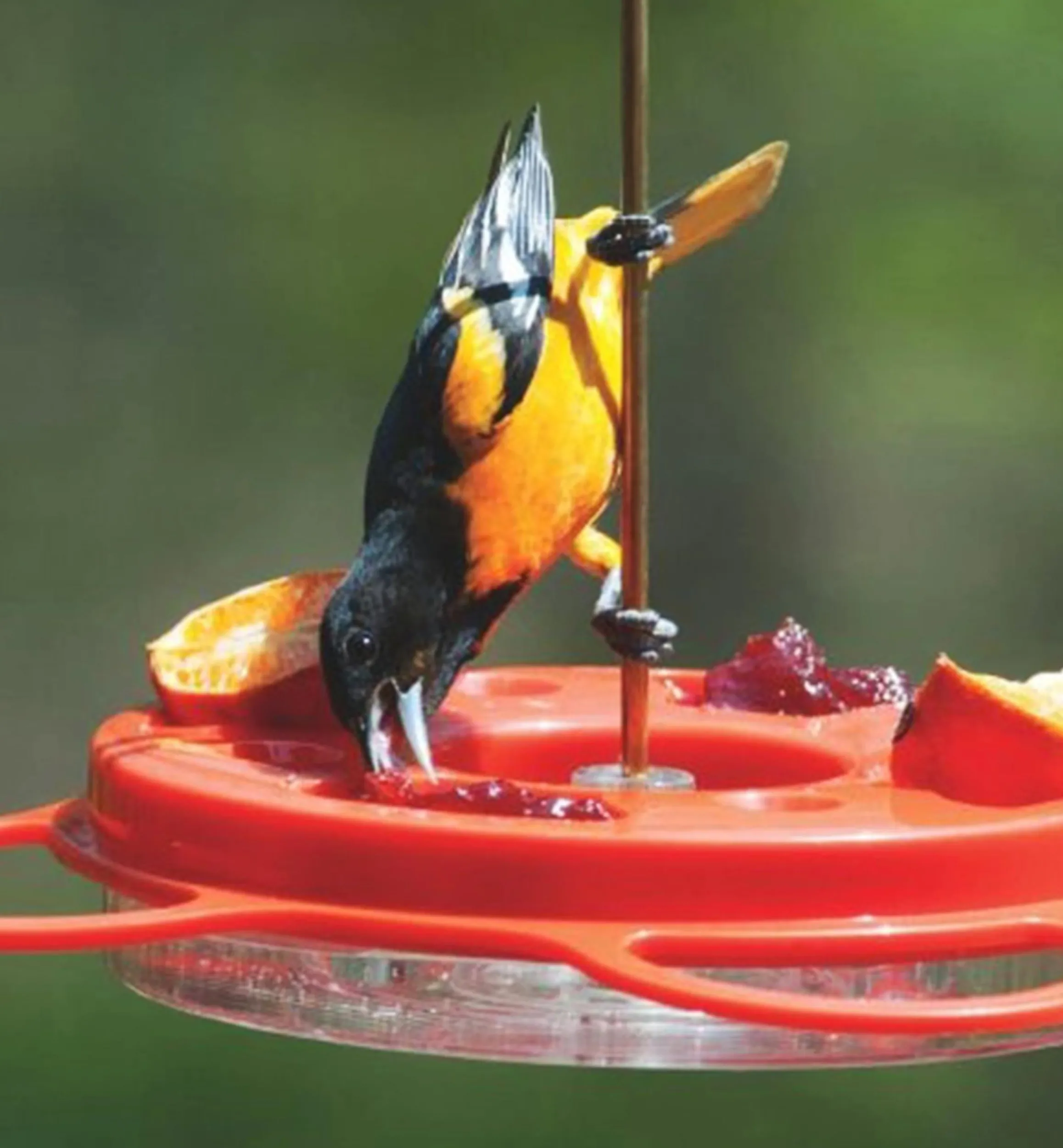 Lee Valley Birding>Oriole Bird Feeder