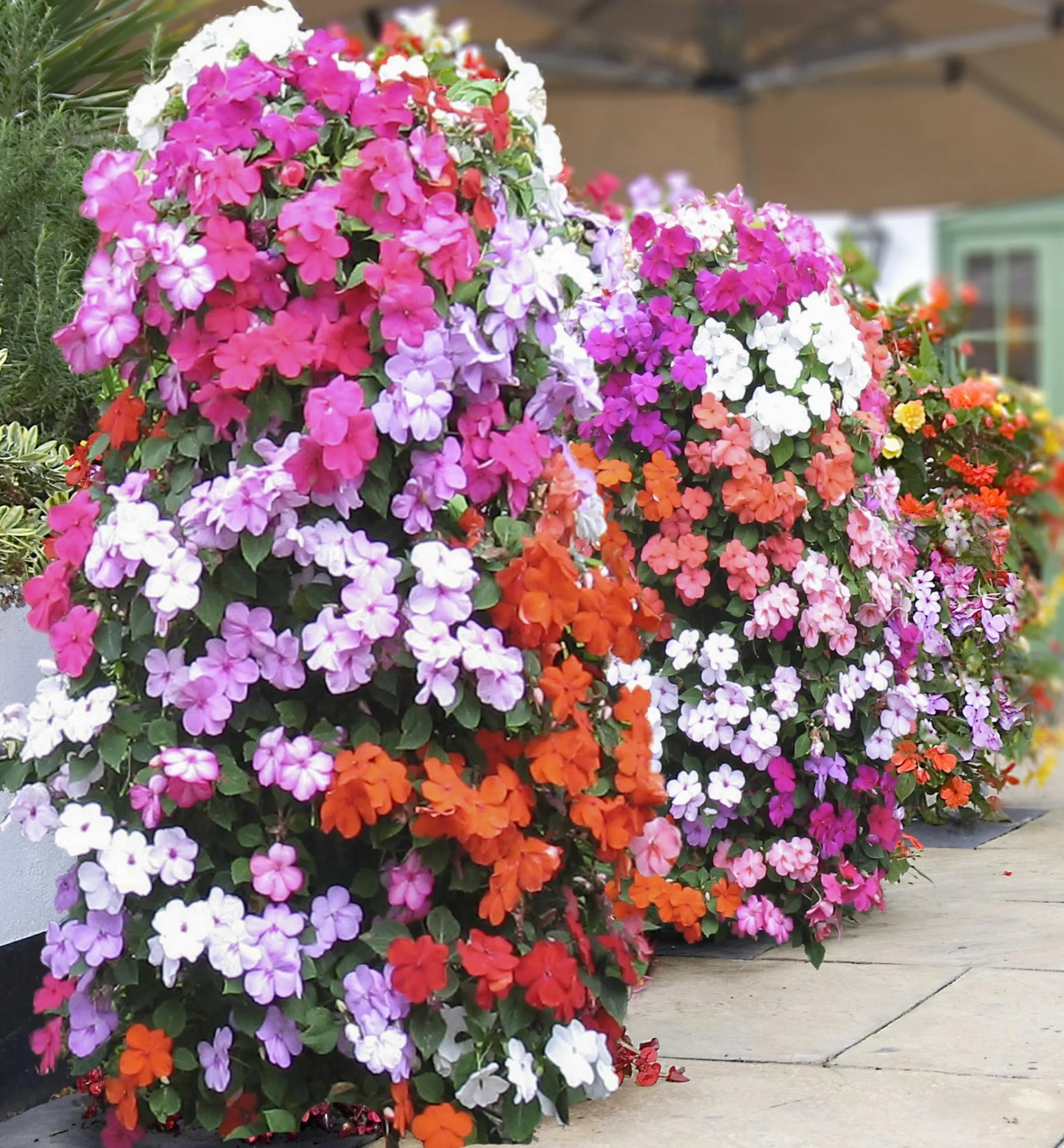 Lee Valley Container Gardening>Pair Of Flower Towers