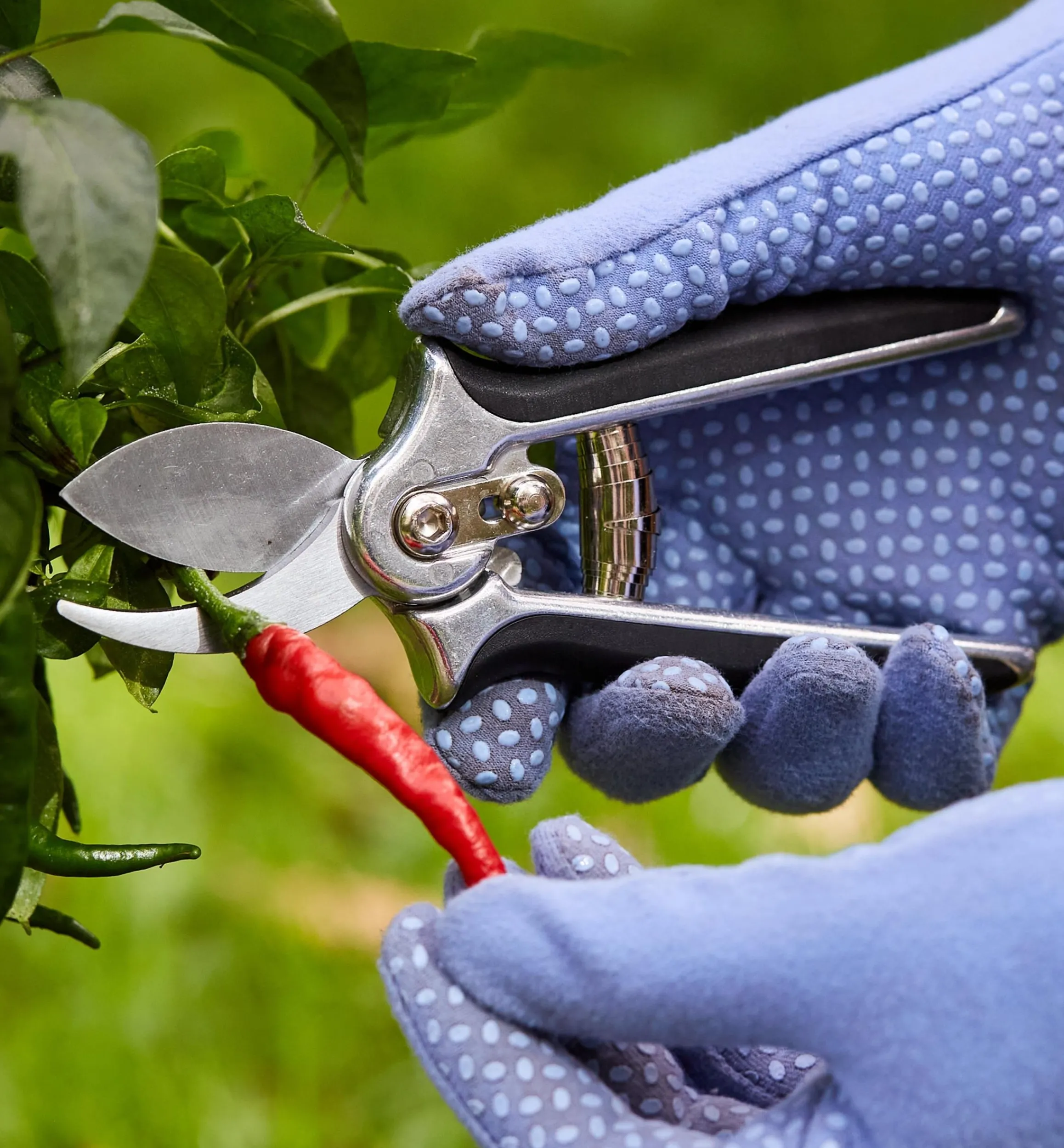 Lee Valley Pruners>Pocket Pruner
