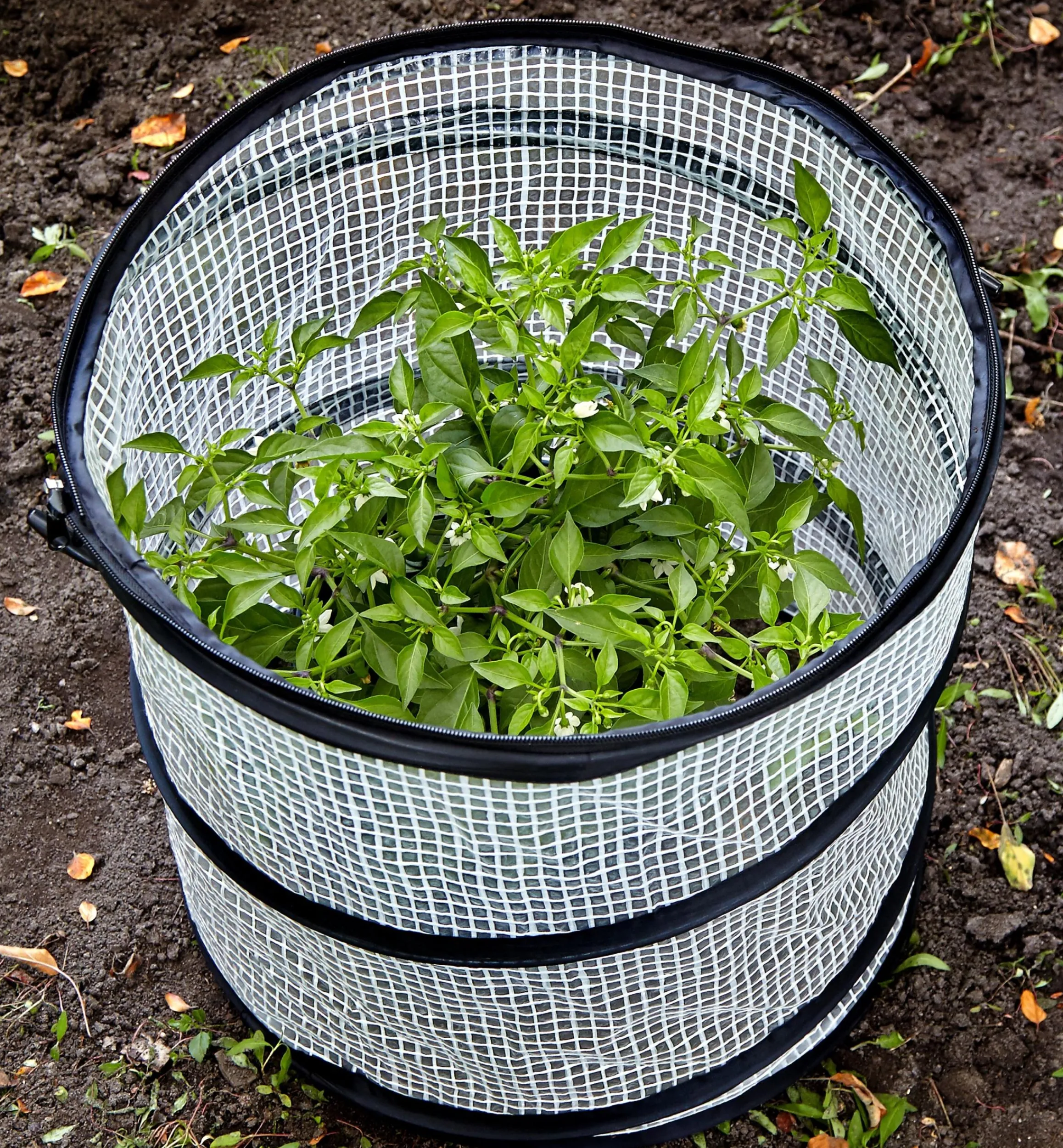 Lee Valley Plant Protection>Pop-Up Plant Cover
