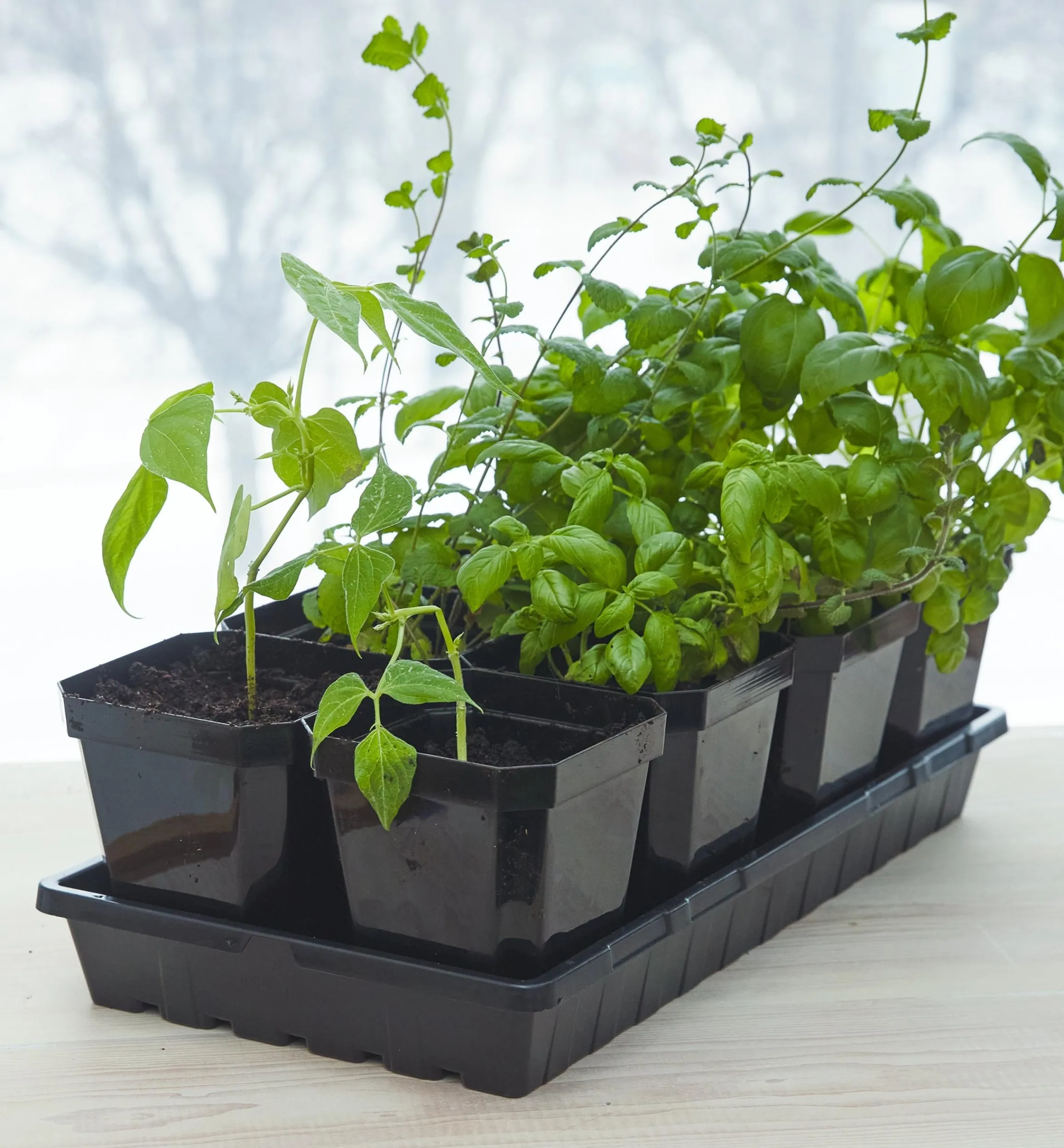 Lee Valley Seed Starting>Propagation Tray