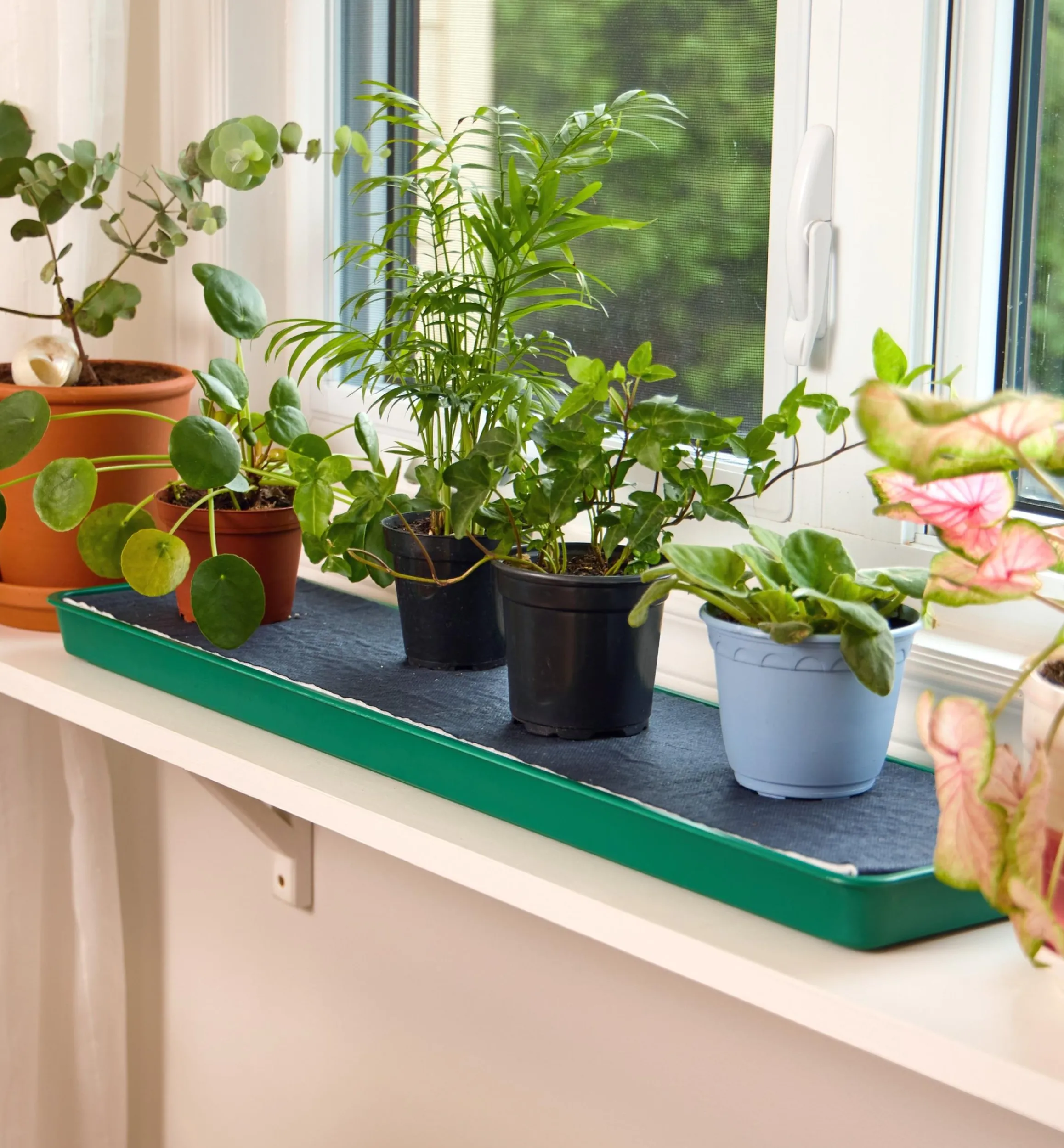 Lee Valley Indoor Gardening>Self-Watering Windowsill Tray
