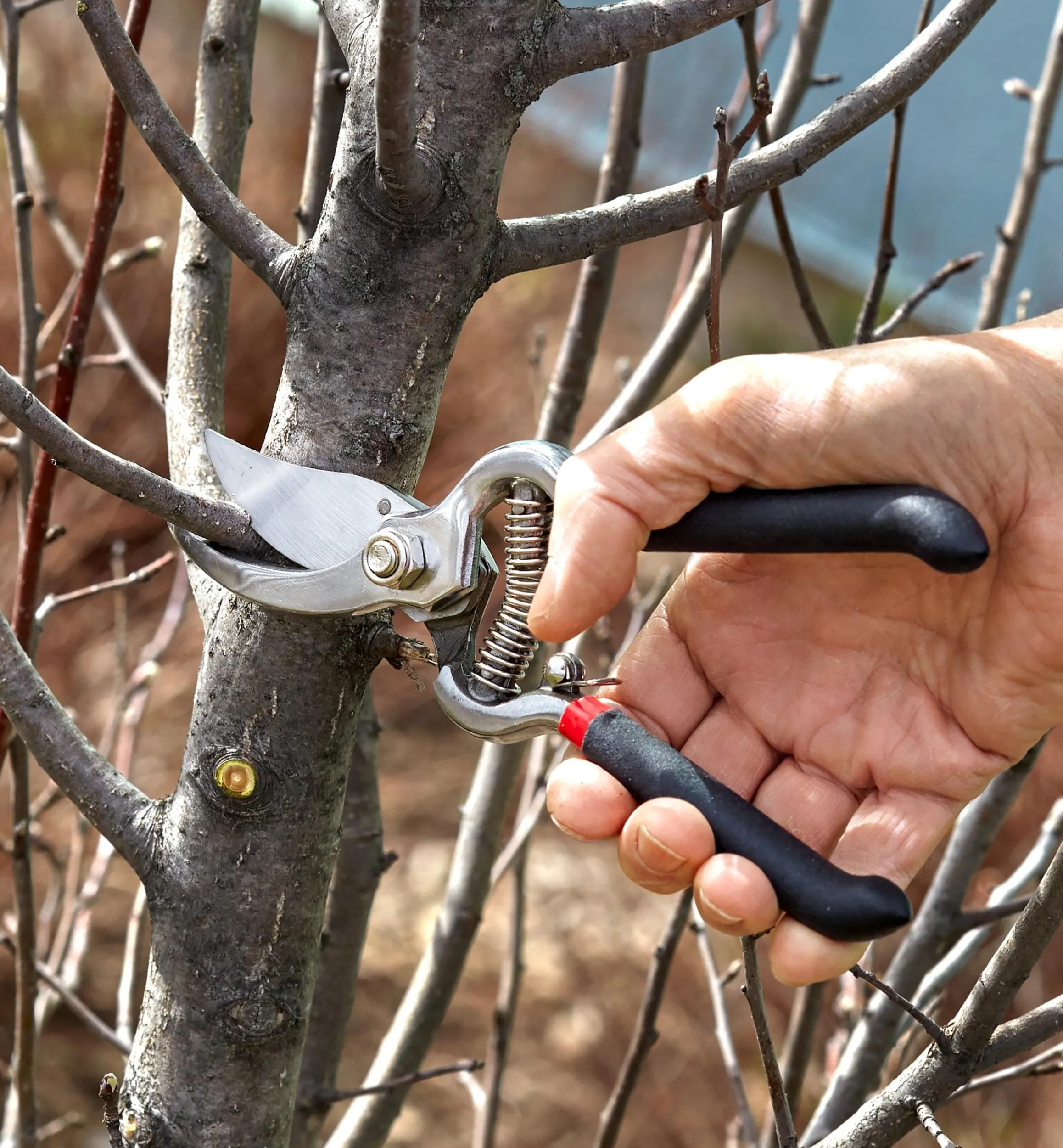 Lee Valley Pruners>Set Of 3 Stainless-Steel Pruning Tools