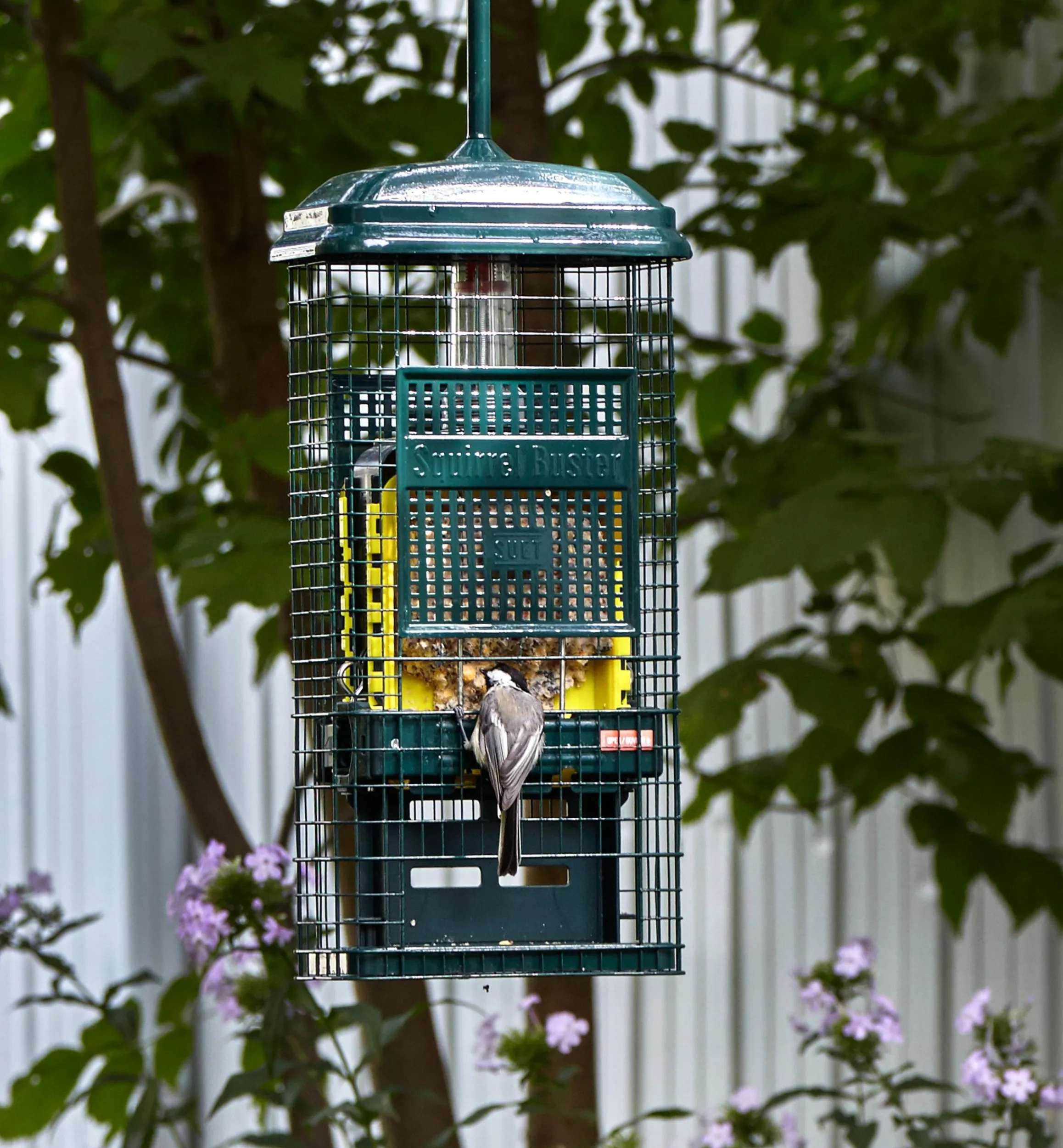 Lee Valley Birding>Squirrel Buster Suet Feeder