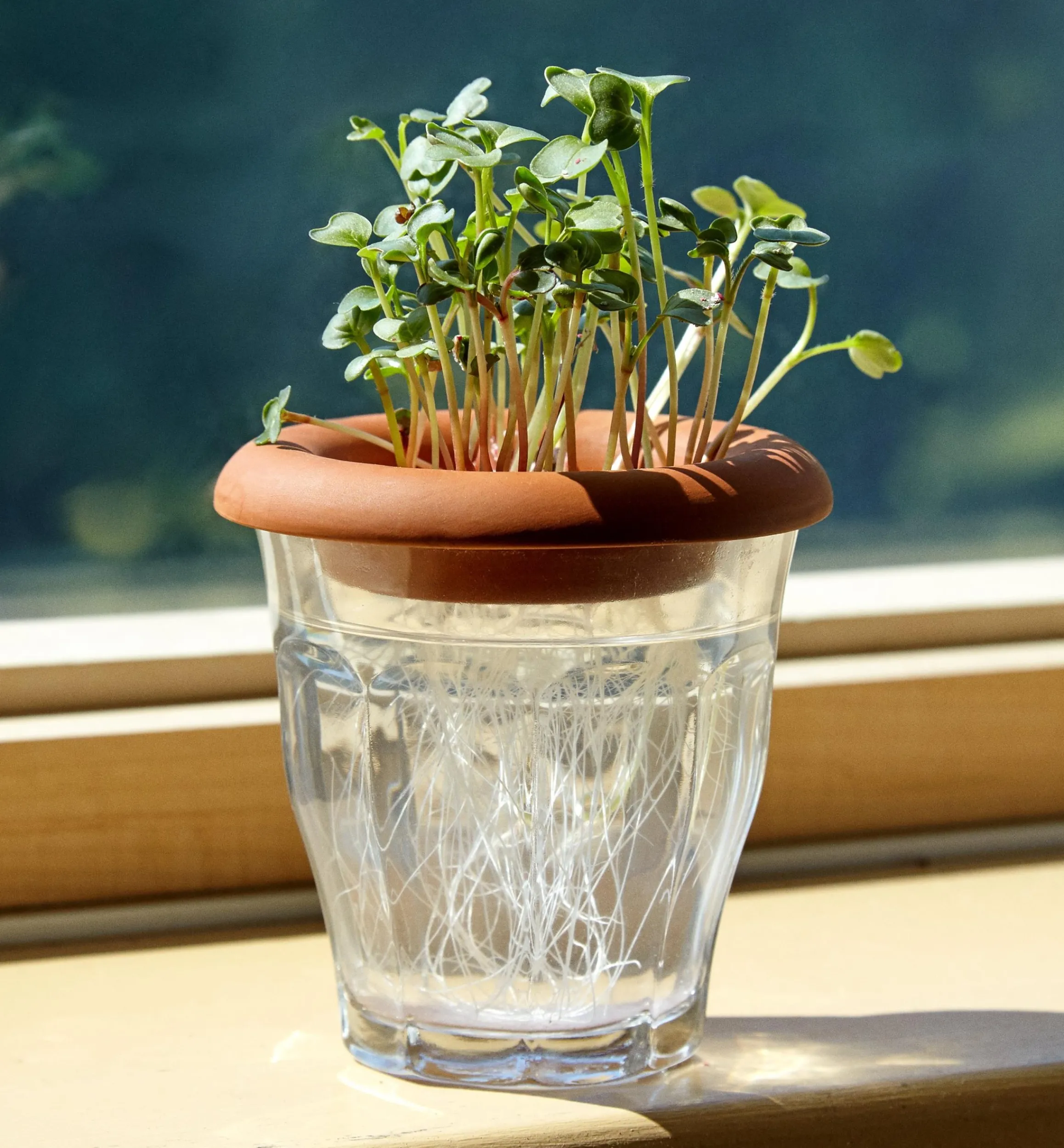 Lee Valley Propagation>Terra Cotta Seed Sprouters