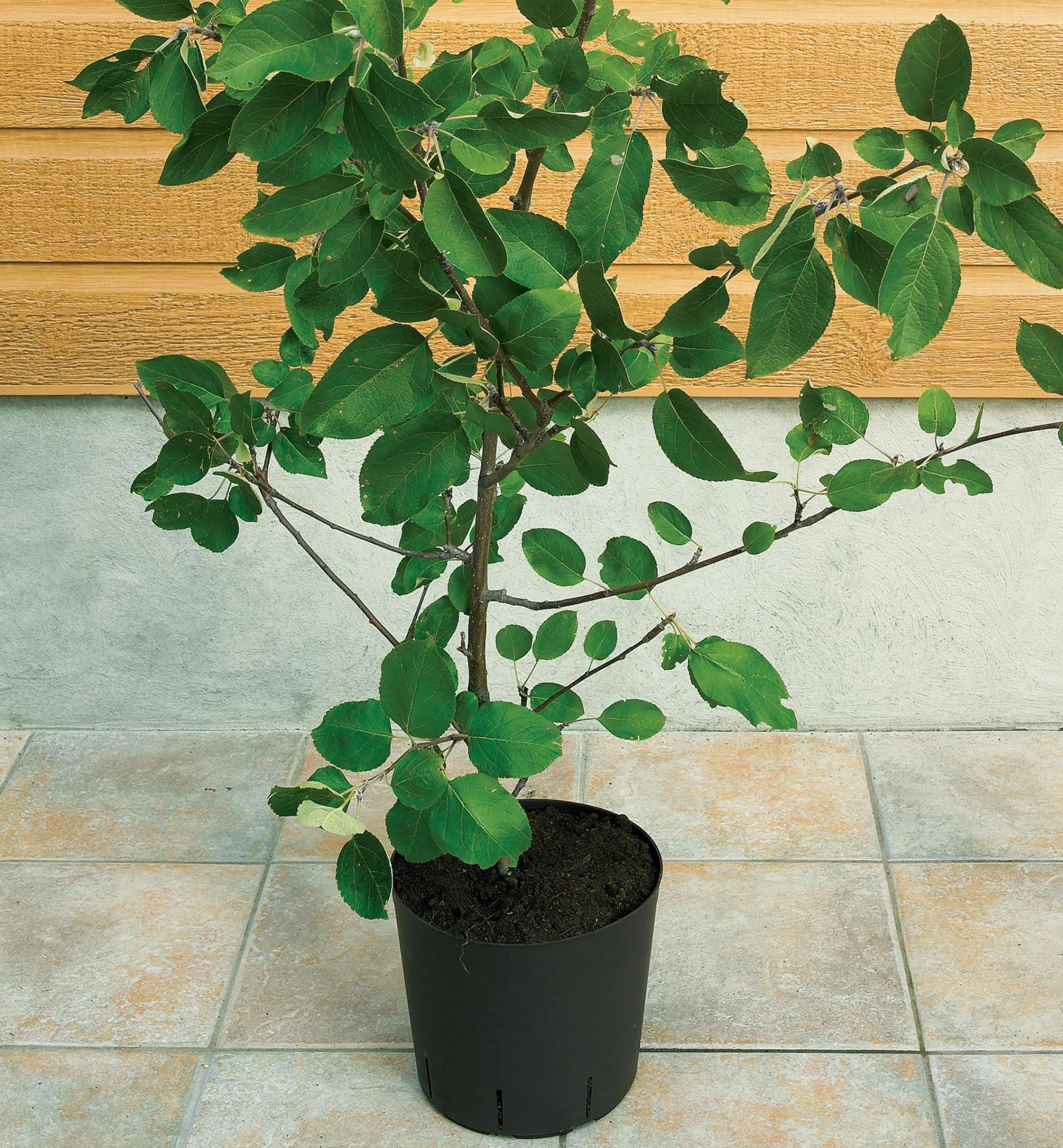 Lee Valley Propagation>The Rooter Pot