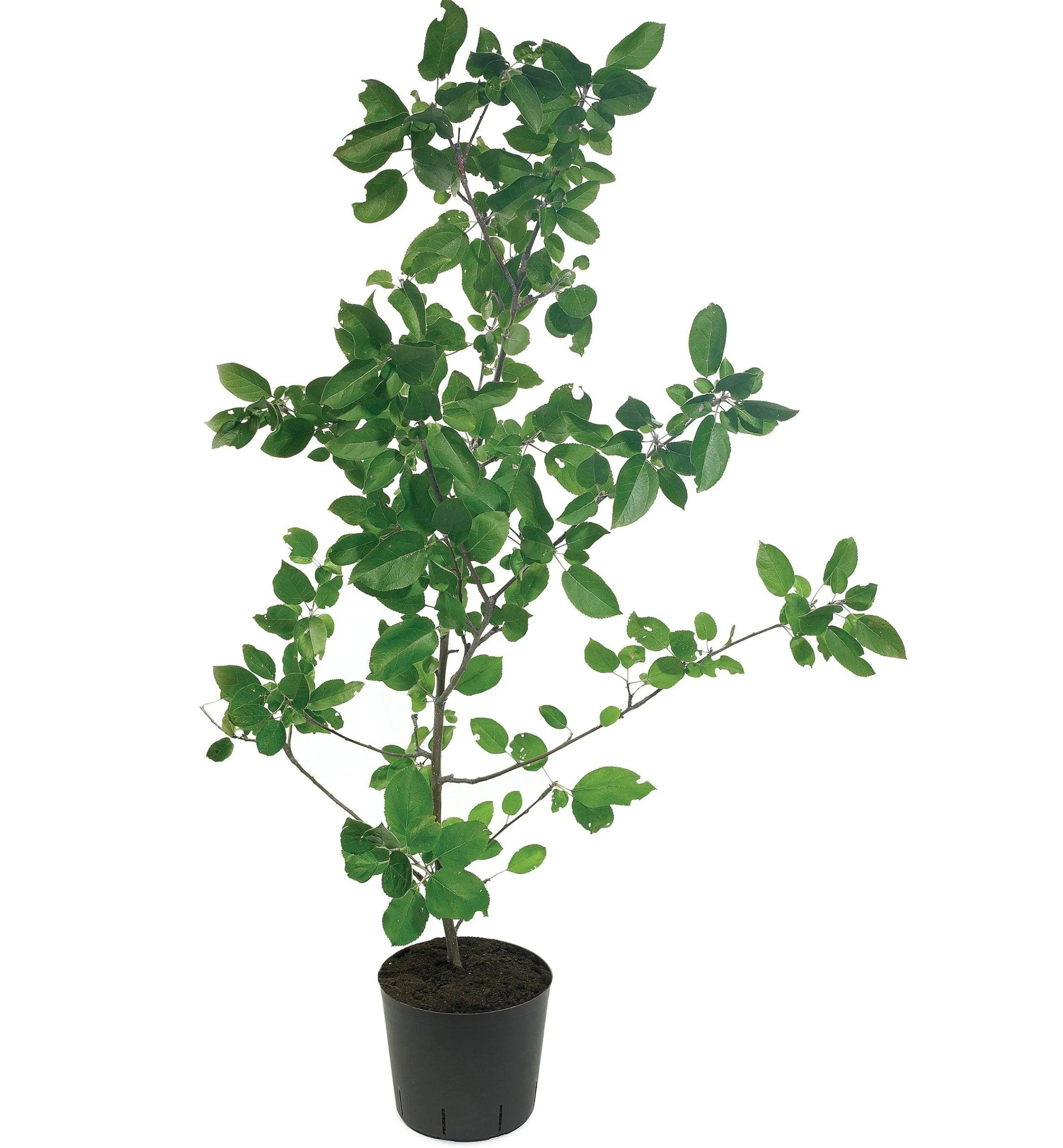 Lee Valley Propagation>The Rooter Pot