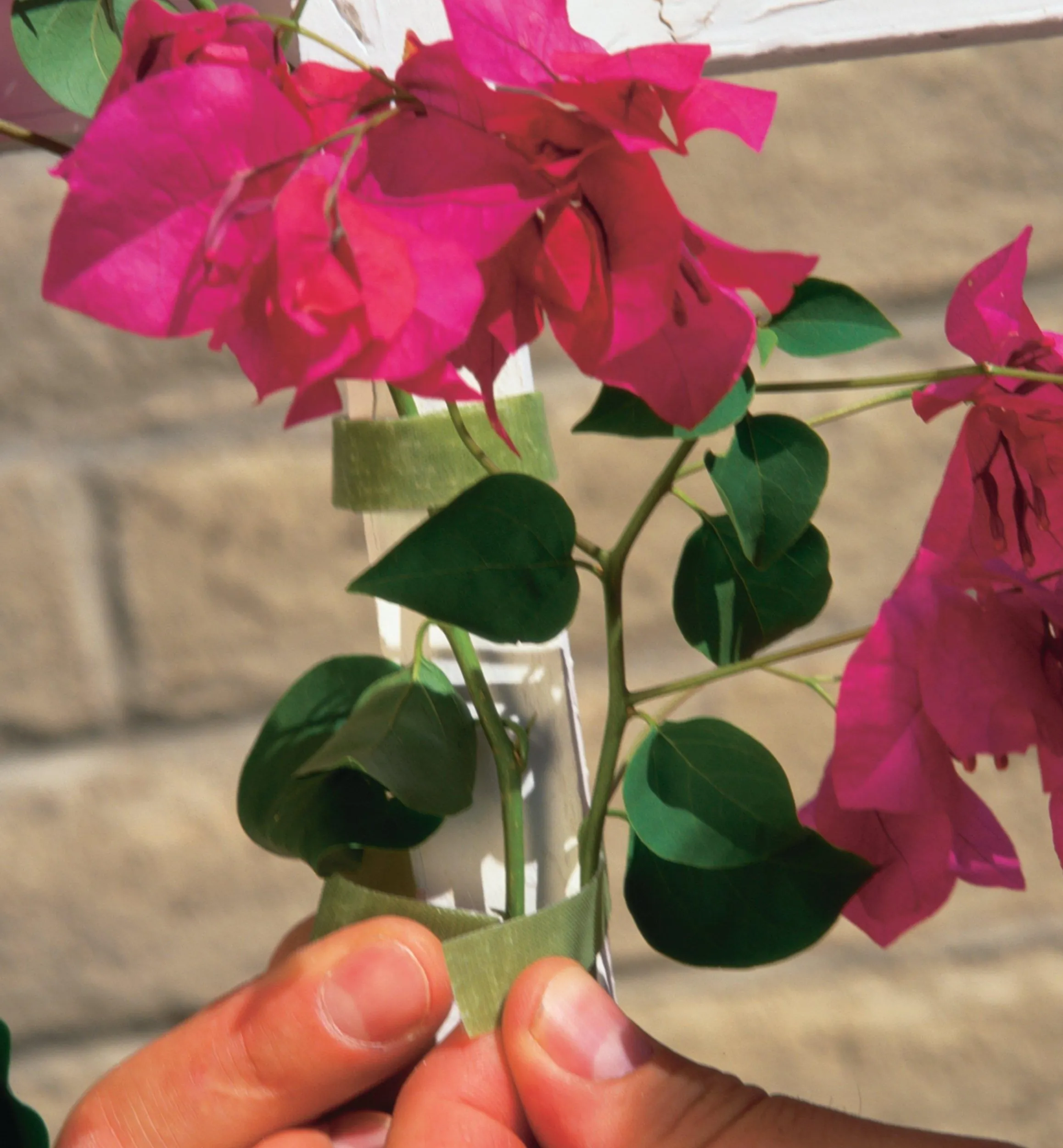 Lee Valley Ties & Clips>VELCRO® Plant Tie
