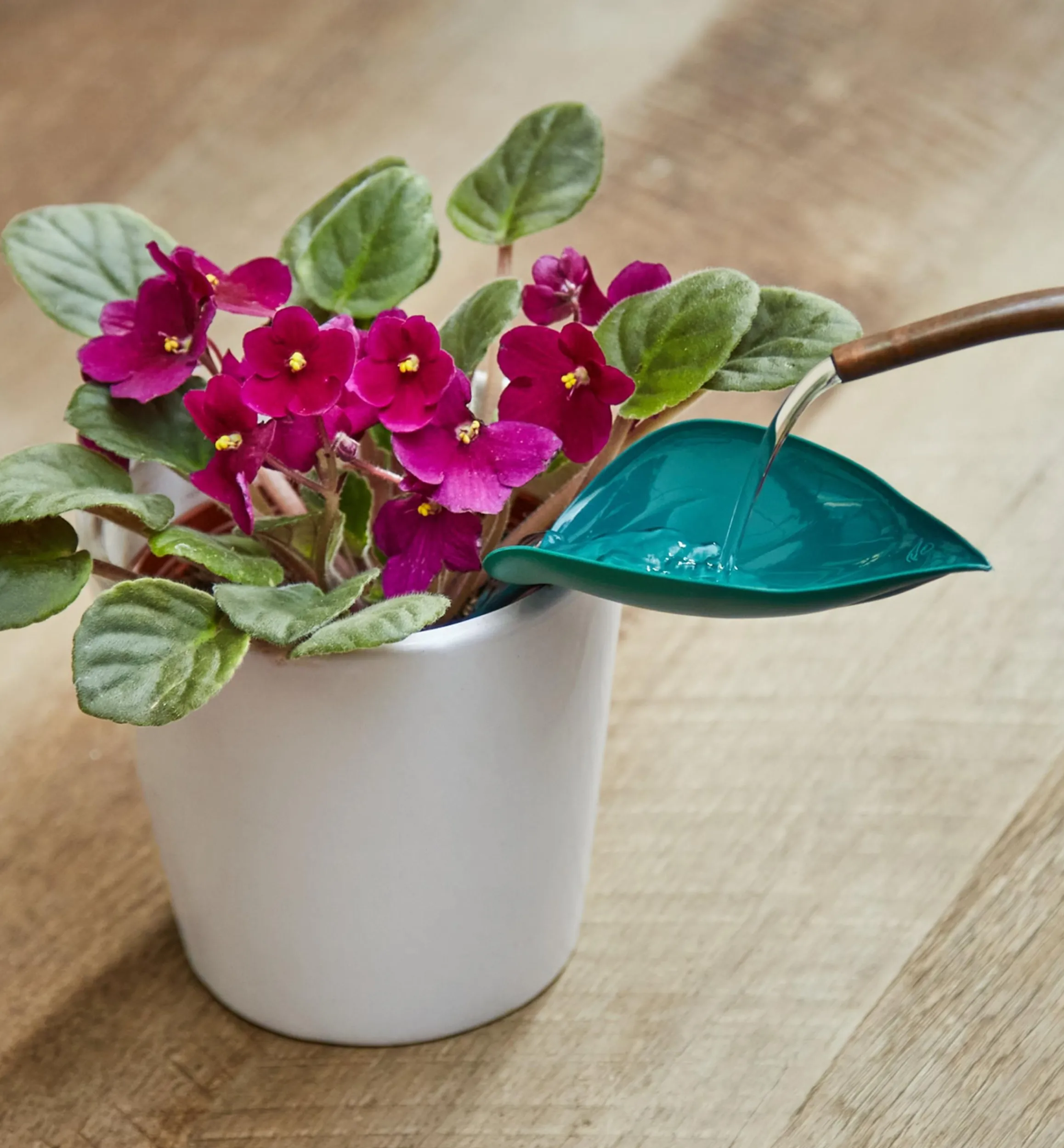 Lee Valley Indoor Gardening>Watering Leaves