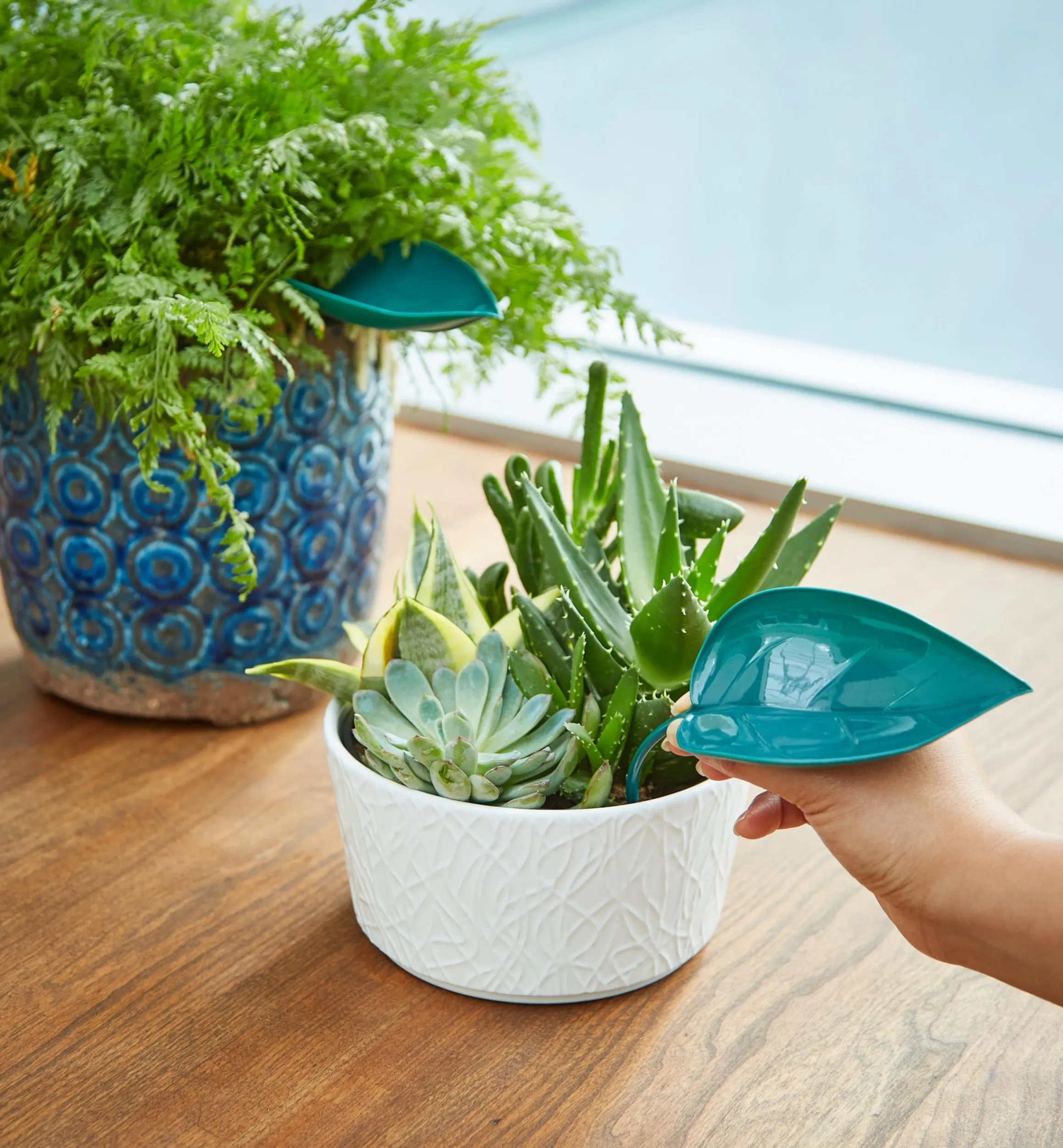 Lee Valley Indoor Gardening>Watering Leaves