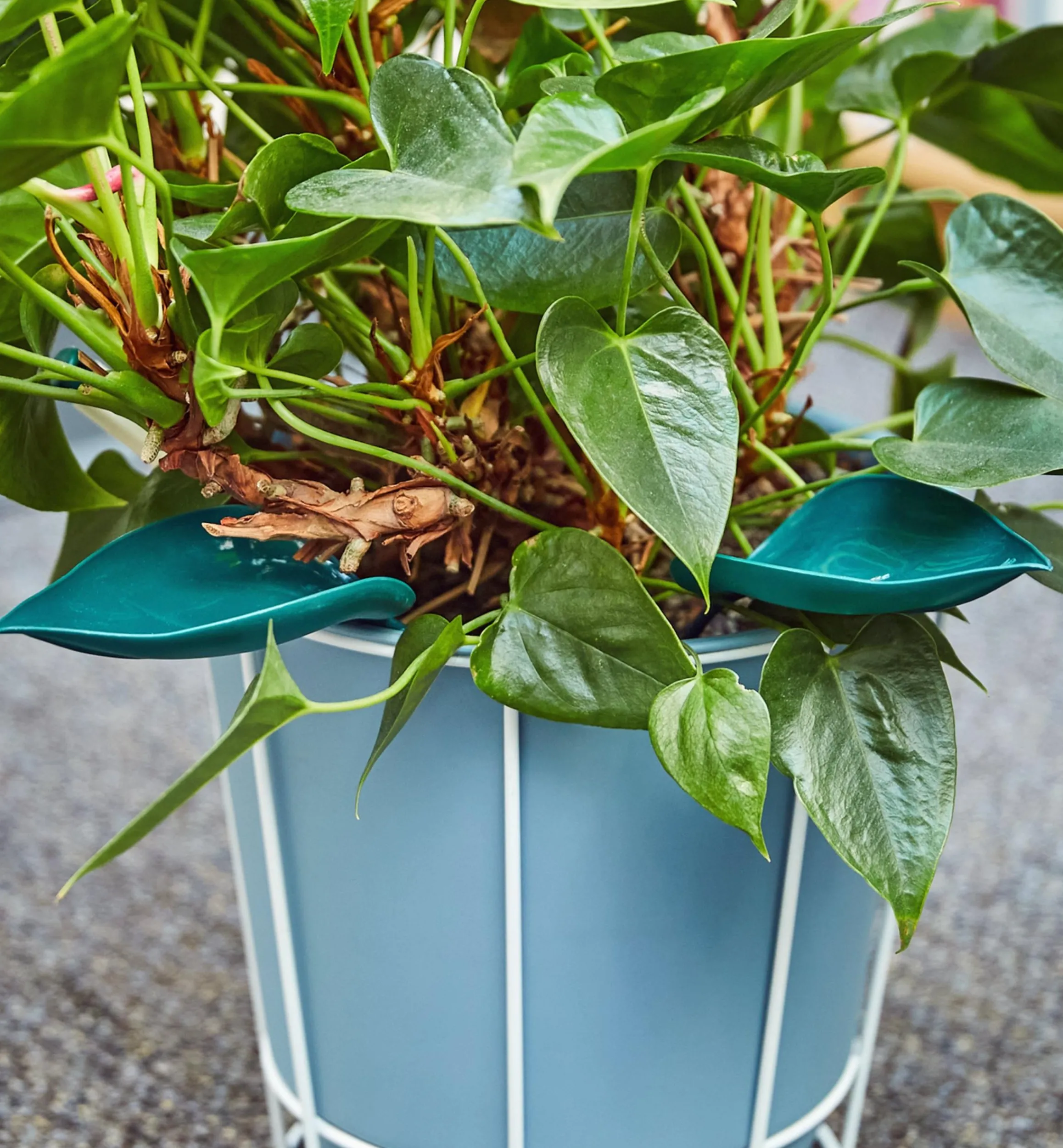 Lee Valley Indoor Gardening>Watering Leaves